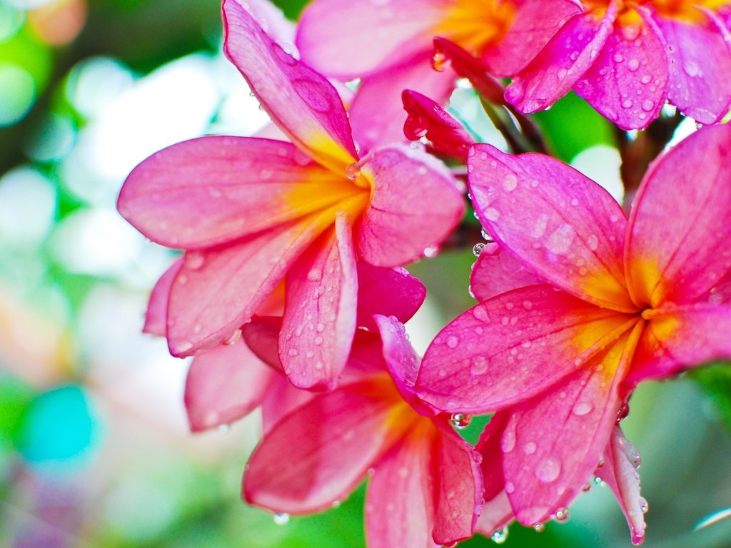 Обои цветы, роса, капли, плюмерия, flowers, rosa, drops, plumeria разрешение 3840x2571 Загрузить