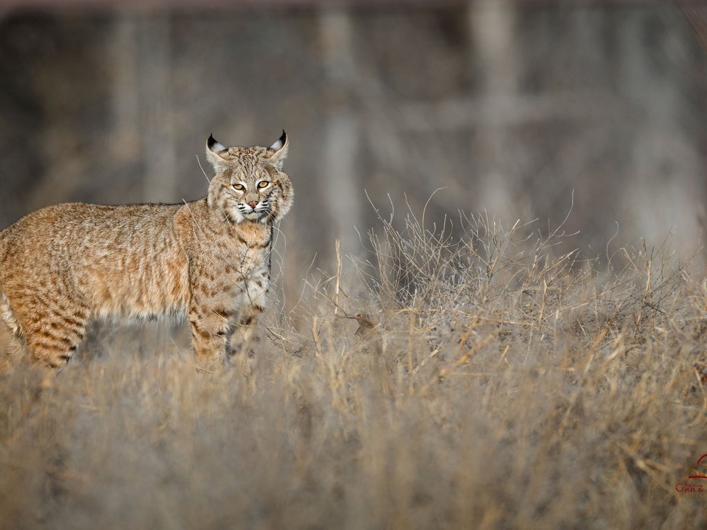 Обои рысь, шерсть, ушки, животное, окрас, кисточки, lynx, wool, ears, animal, color, brush разрешение 2048x1287 Загрузить