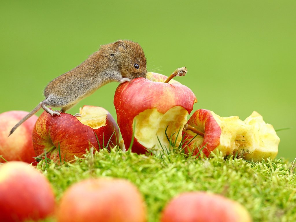 Обои трава, фрукты, яблоки, мышь, животное, зверек, grass, fruit, apples, mouse, animal разрешение 2048x1365 Загрузить