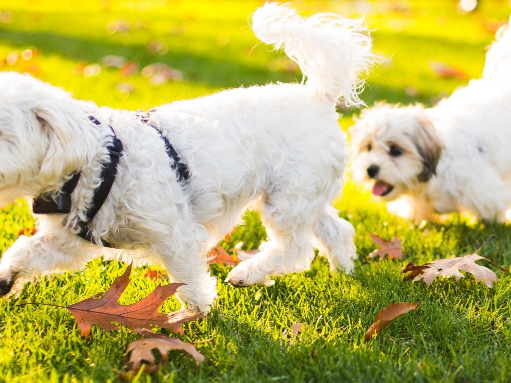 Обои трава, природа, листья, животные, щенок, собаки, бишон фризе, grass, nature, leaves, animals, puppy, dogs, bichon frise разрешение 2868x1600 Загрузить