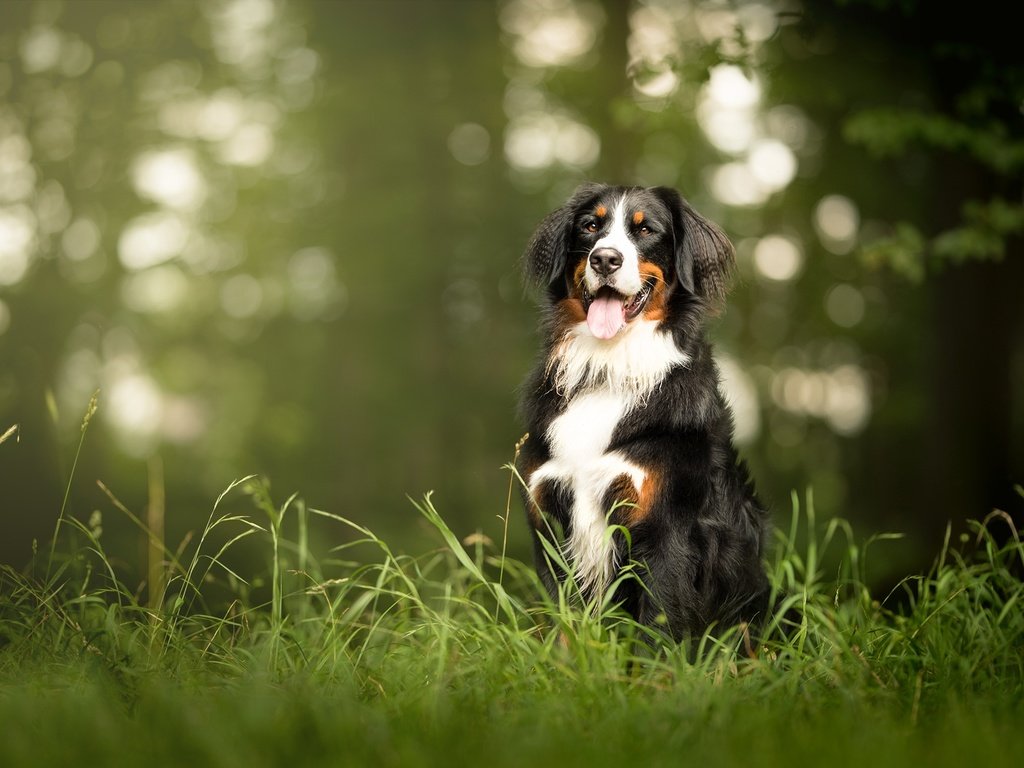 Обои морда, трава, взгляд, собака, язык, бернский зенненхунд, face, grass, look, dog, language, bernese mountain dog разрешение 2048x1326 Загрузить