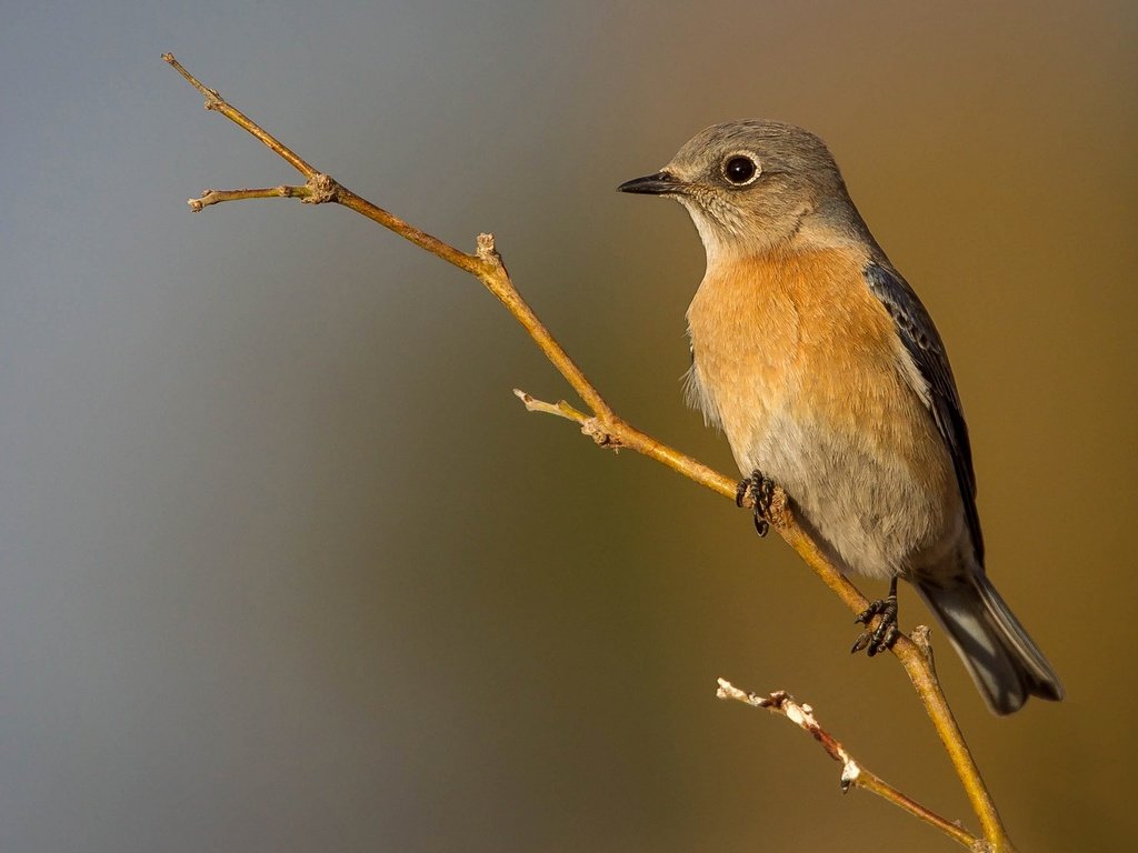 Обои ветка, птица, клюв, перья, самка, западная сиалия, branch, bird, beak, feathers, female, western sialia разрешение 2048x1152 Загрузить