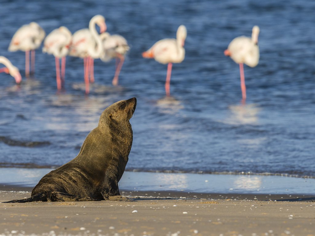 Обои вода, берег, фламинго, птицы, животное, тюлень, морской котик, water, shore, flamingo, birds, animal, seal, navy seal разрешение 1920x1200 Загрузить