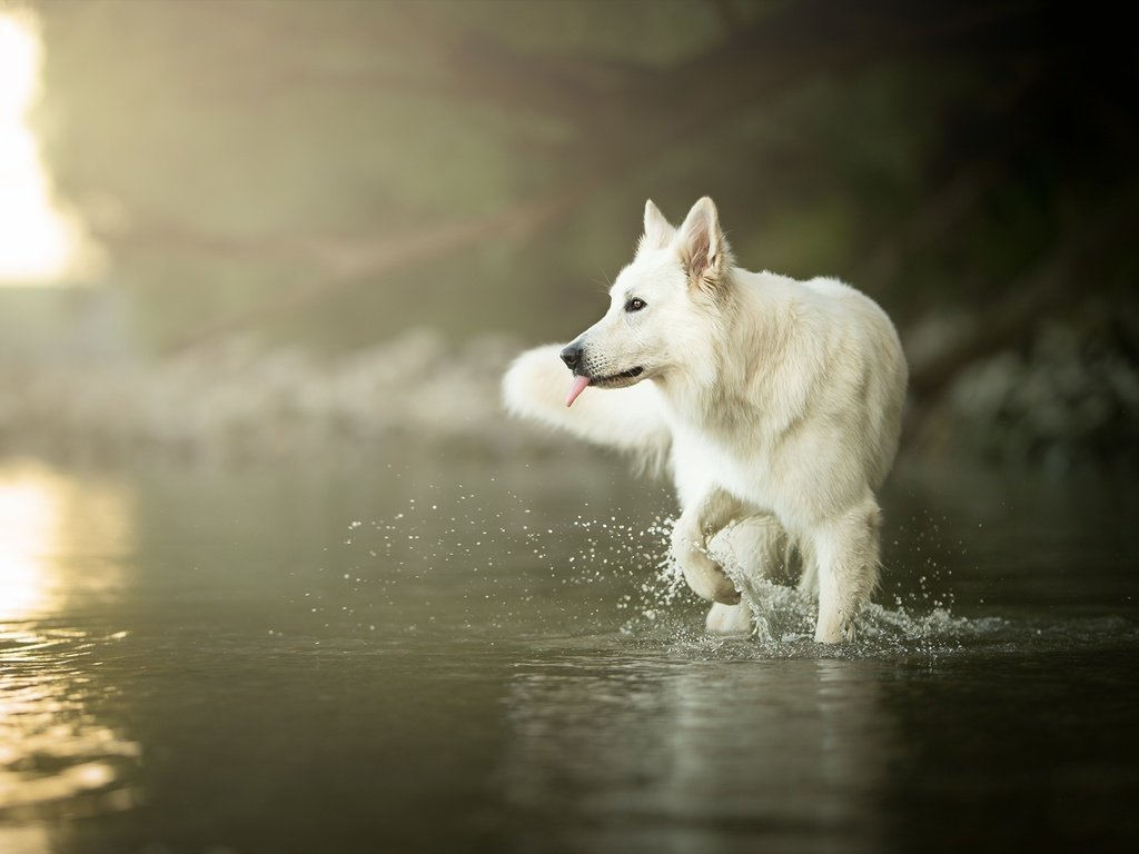 Обои вода, мордочка, взгляд, собака, язык, белая швейцарская овчарка, water, muzzle, look, dog, language, the white swiss shepherd dog разрешение 2048x1329 Загрузить