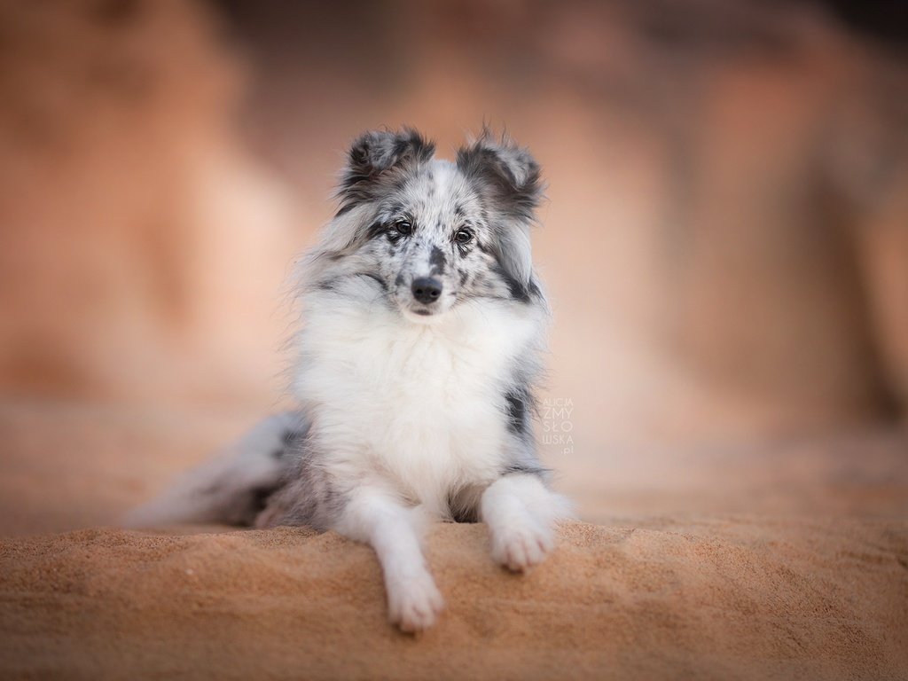 Обои взгляд, собака, друг, шелти, шетландская овчарка, look, dog, each, sheltie, shetland sheepdog разрешение 2048x1365 Загрузить