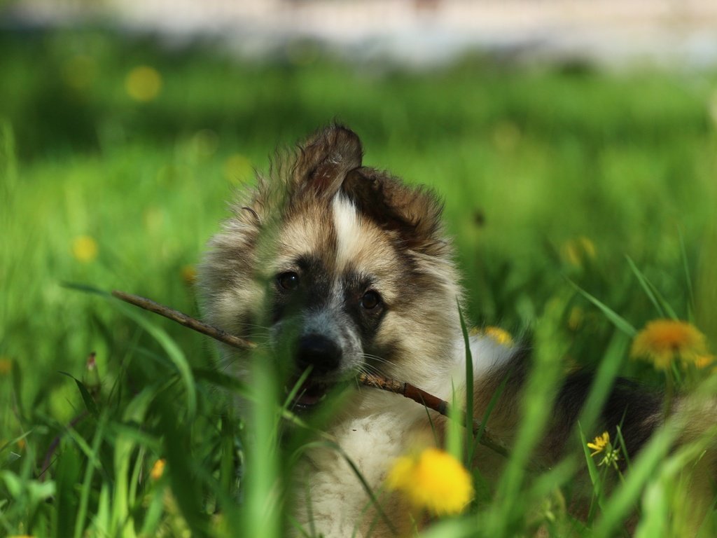 Обои цветы, зелень, взгляд, собака, щенок, лайка, палочка, flowers, greens, look, dog, puppy, laika, wand разрешение 1920x1280 Загрузить