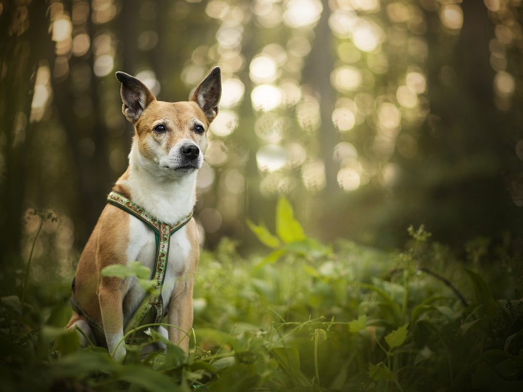 Обои зелень, собака, блики, luna, боке, dackelpup, greens, dog, glare, bokeh разрешение 2048x1367 Загрузить