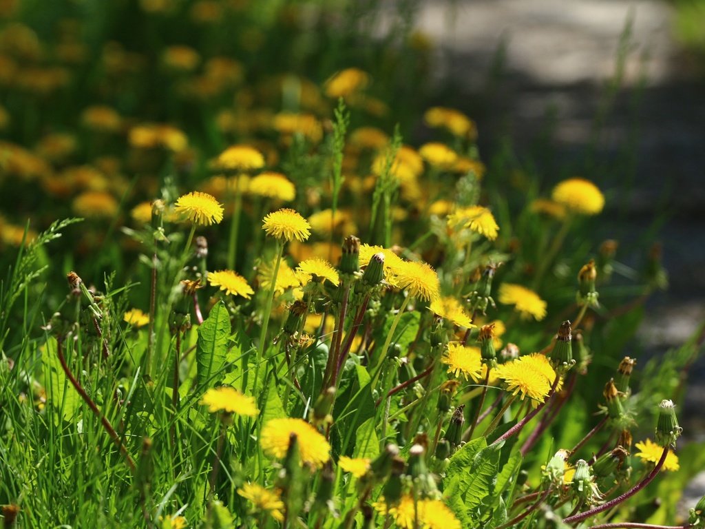 Обои цветы, зелень, травка, одуванчики, flowers, greens, weed, dandelions разрешение 1920x1280 Загрузить