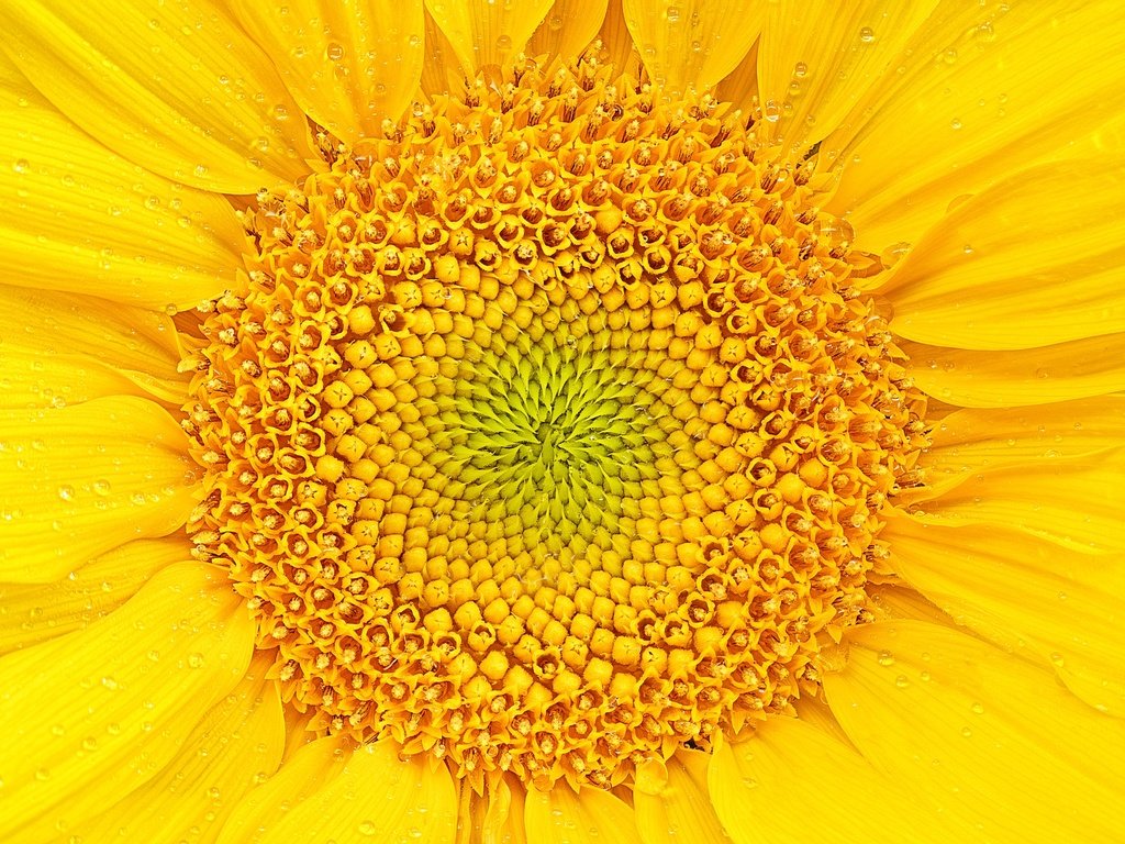 Обои желтый, макро, цветок, лепестки, подсолнух, yellow, macro, flower, petals, sunflower разрешение 2048x1480 Загрузить