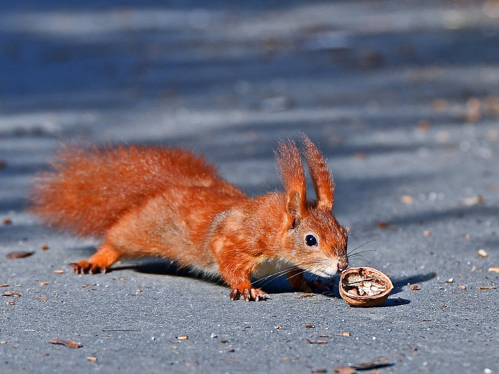 Обои животное, белка, орех, грызун, animal, protein, walnut, rodent разрешение 2048x1485 Загрузить