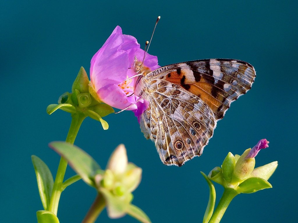 Обои макро, насекомое, фон, цветок, бабочка, крылья, репейница, macro, insect, background, flower, butterfly, wings, the painted lady разрешение 2048x1368 Загрузить