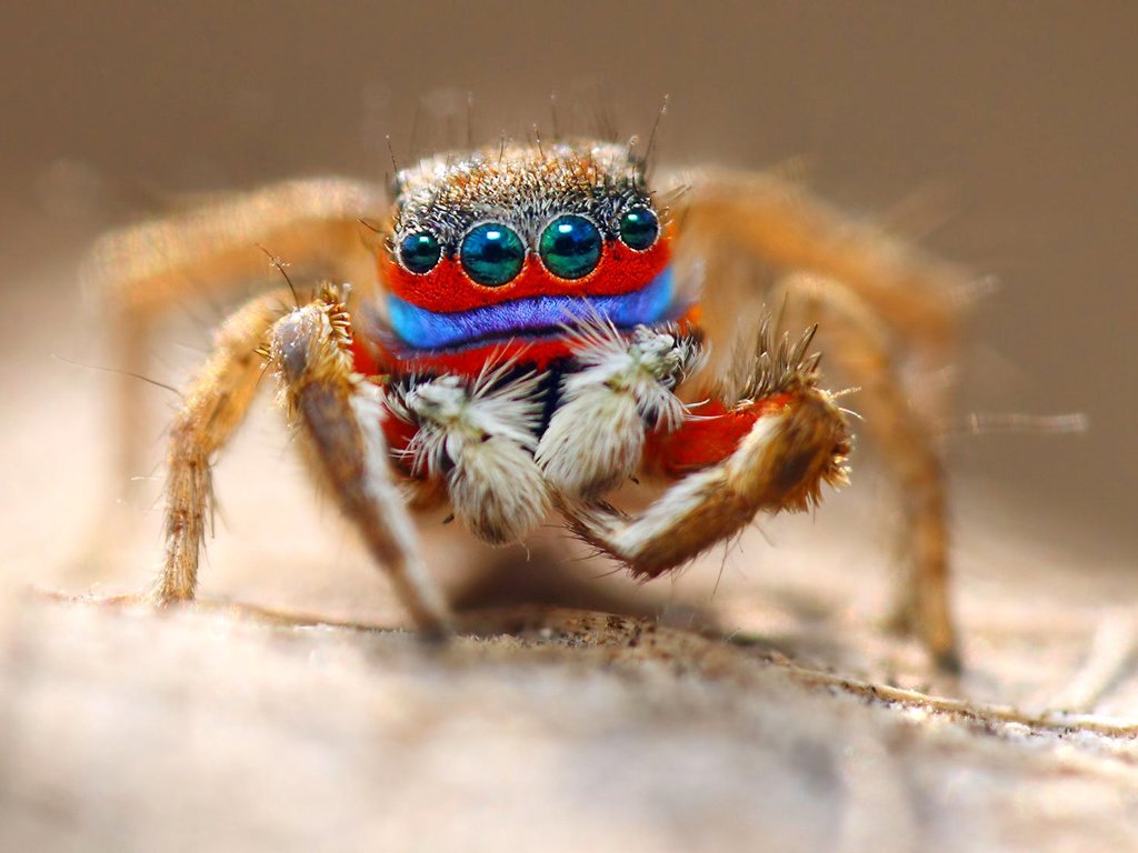 Обои глаза, макро, насекомое, паук, волоски, лапки, eyes, macro, insect, spider, hairs, legs разрешение 1920x1105 Загрузить