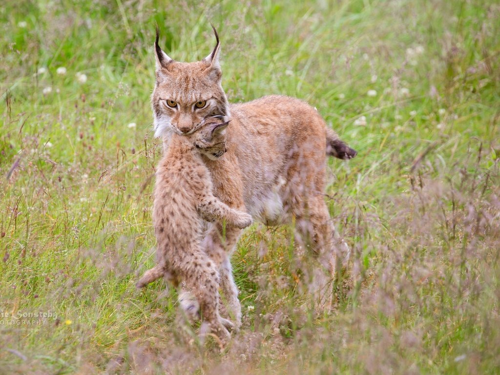 Обои трава, природа, мама, детеныш, рыси, grass, nature, mom, cub, lynx разрешение 2048x1152 Загрузить