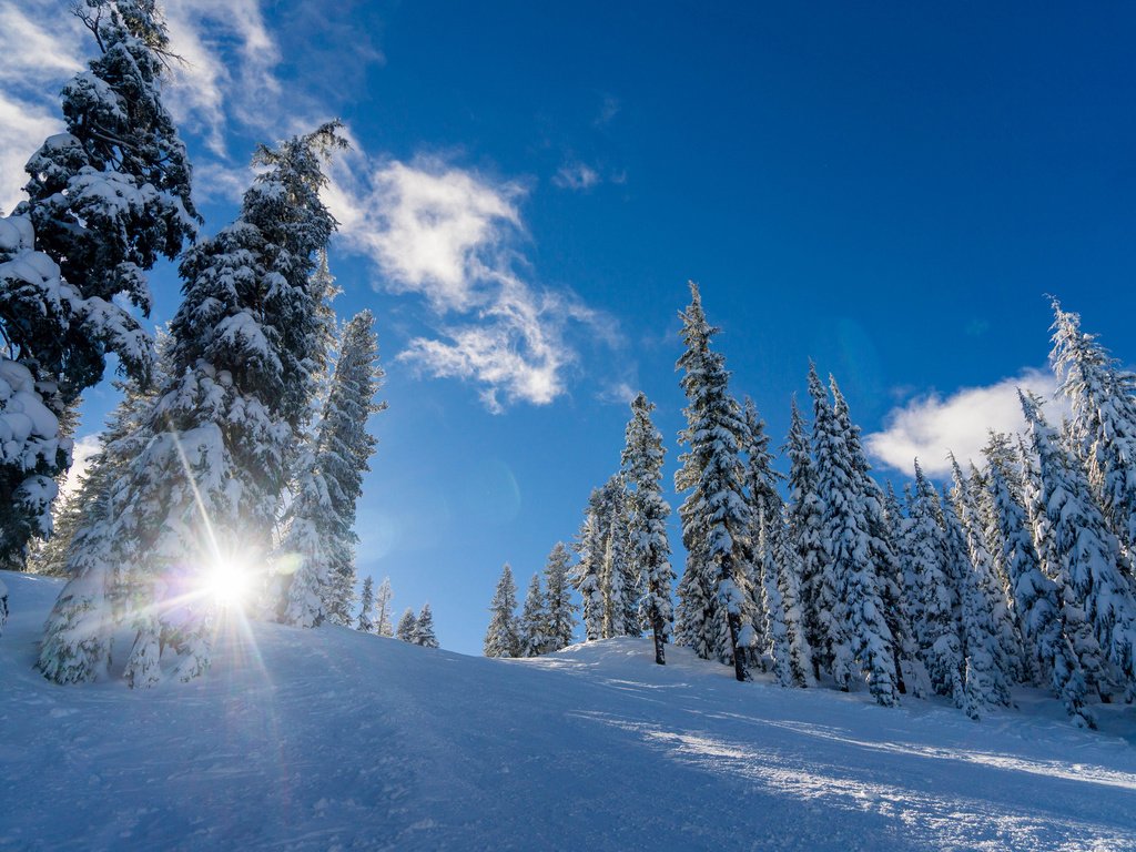 Обои небо, облака, деревья, солнце, снег, природа, лес, зима, the sky, clouds, trees, the sun, snow, nature, forest, winter разрешение 3840x2400 Загрузить