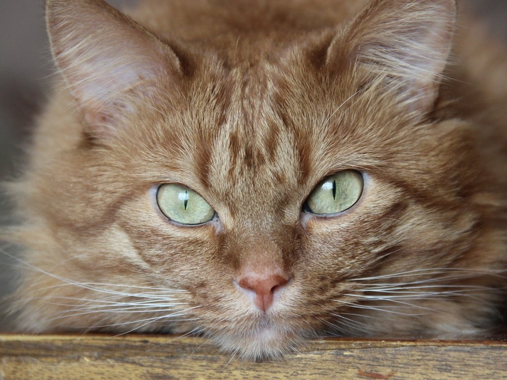 Обои кот, мордочка, усы, кошка, взгляд, рыжий, зеленые глаза, cat, muzzle, mustache, look, red, green eyes разрешение 2880x1800 Загрузить