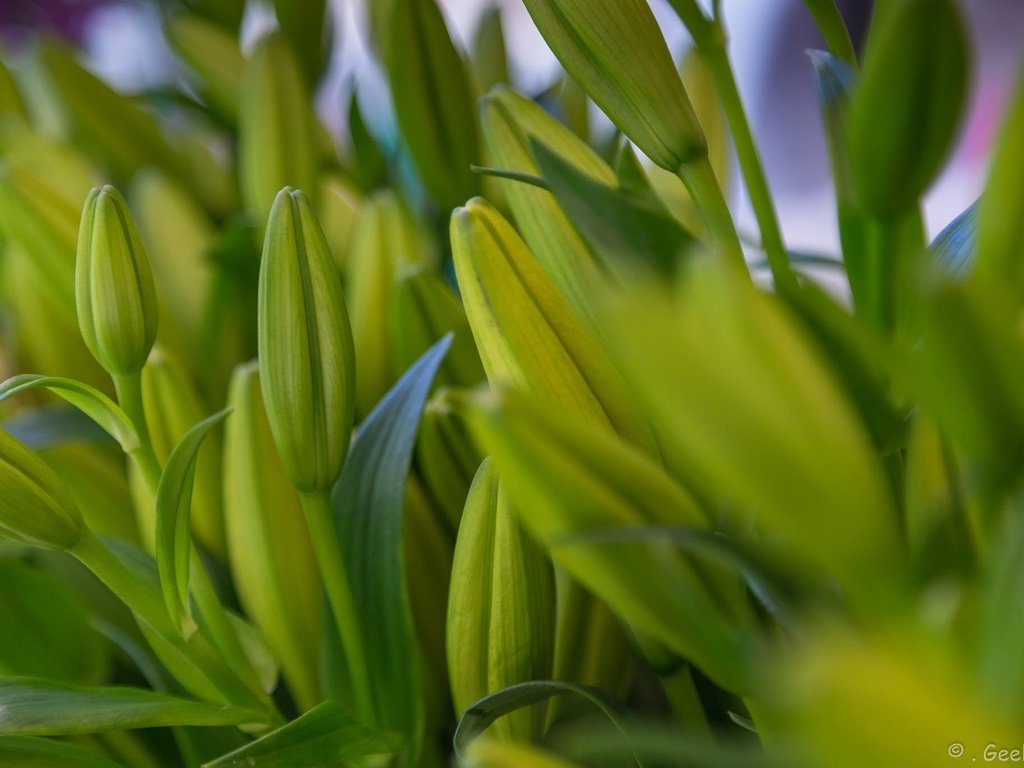 Обои цветы, бутоны, листья, макро, лилии, flowers, buds, leaves, macro, lily разрешение 2048x1365 Загрузить