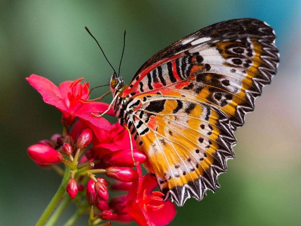 Обои насекомое, цветок, бабочка, крылья, мотылек, cethosia hypsea, insect, flower, butterfly, wings, moth разрешение 2048x1296 Загрузить