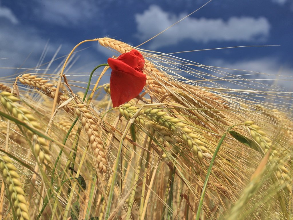 Обои небо, облака, цветок, поле, красный, мак, колосья, пшеница, the sky, clouds, flower, field, red, mac, ears, wheat разрешение 5472x3648 Загрузить