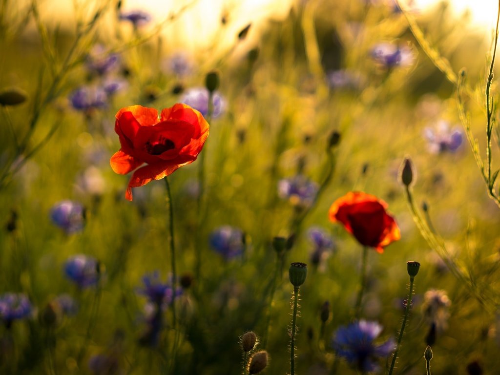 Обои цветы, природа, маки, стебли, васильки, flowers, nature, maki, stems, cornflowers разрешение 2048x1194 Загрузить