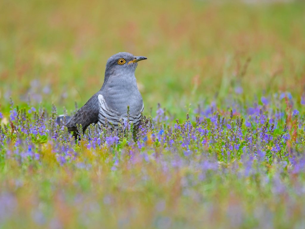 Обои цветы, трава, птица, клюв, перья, кукушка, flowers, grass, bird, beak, feathers, cuckoo разрешение 2048x1365 Загрузить