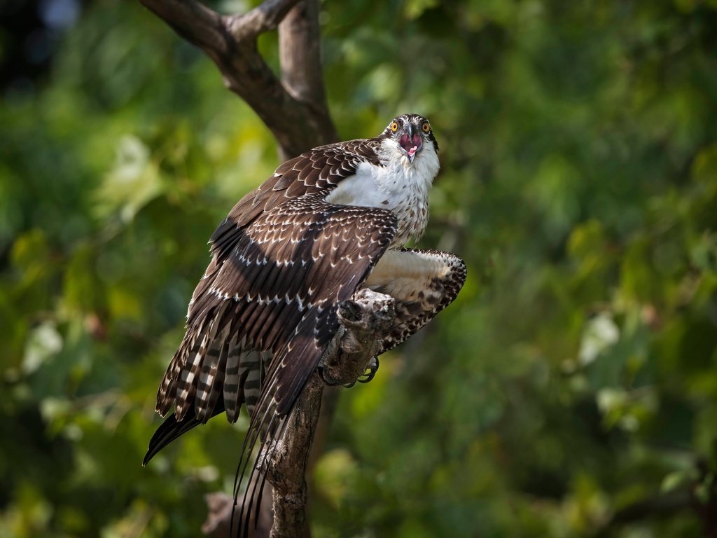 Обои дерево, птица, боке, скопа, tree, bird, bokeh, osprey разрешение 2048x1489 Загрузить