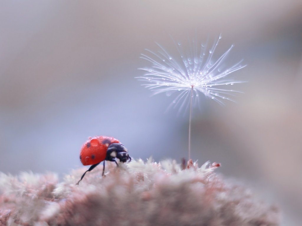 Обои жук, насекомое, фон, божья коровка, боке, пушинка, былинка, beetle, insect, background, ladybug, bokeh, fluff, blade of grass разрешение 2500x1886 Загрузить