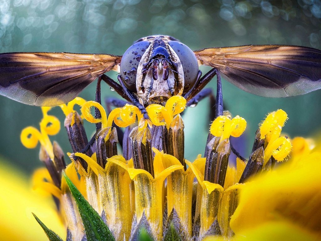 Обои глаза, природа, насекомое, цветок, крылья, голова, муха, журчалка, eyes, nature, insect, flower, wings, head, fly, gorzalka разрешение 1920x1200 Загрузить