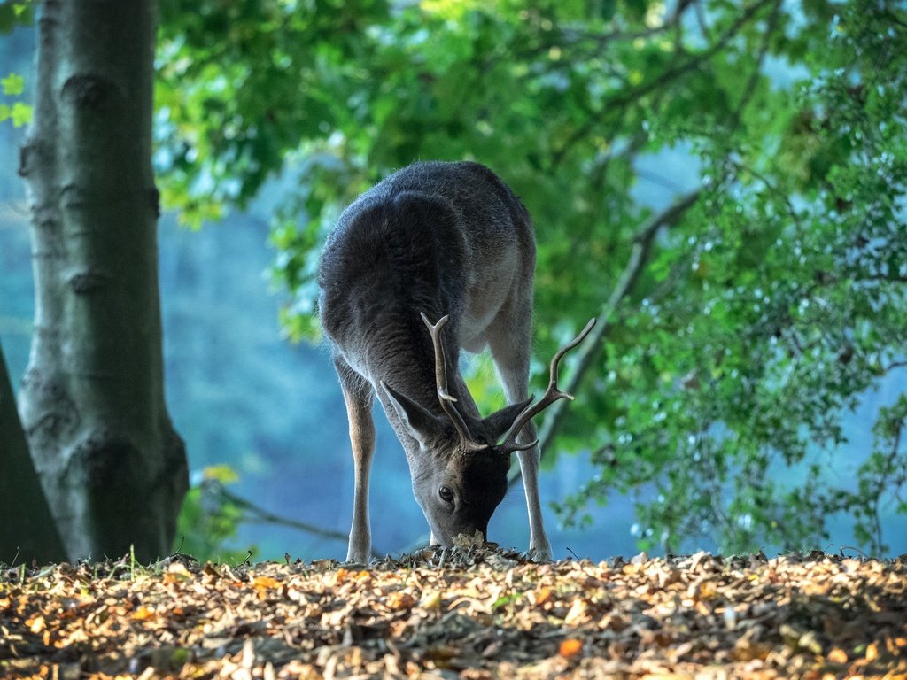 Обои лес, олень, рога, нидерланды, forest, deer, horns, netherlands разрешение 2048x1438 Загрузить