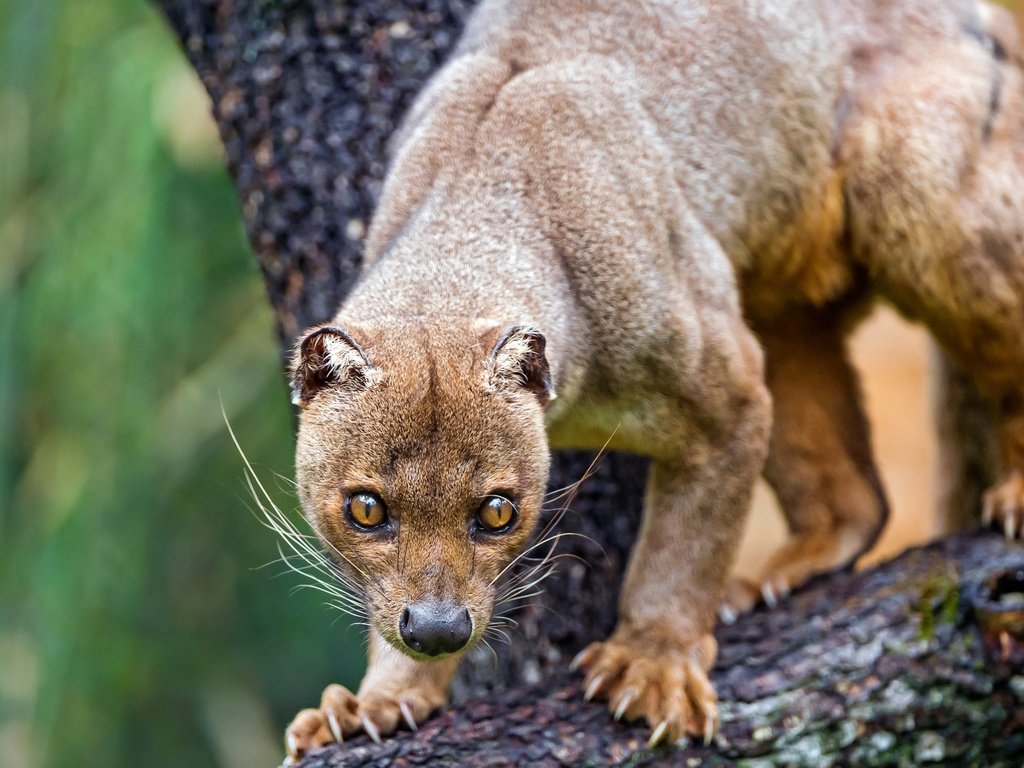 Обои морда, дерево, животные, лапы, когти, зоопарк, фосса, face, tree, animals, paws, claws, zoo, fossa разрешение 4496x2529 Загрузить