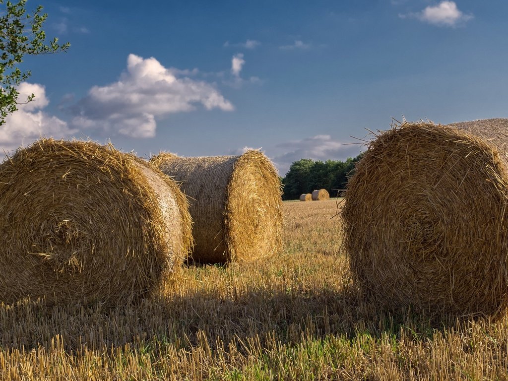 Обои небо, тюки, облака, рулоны, природа, пейзаж, поле, сено, лето, солома, the sky, bales, clouds, rolls, nature, landscape, field, hay, summer, straw разрешение 2048x1205 Загрузить