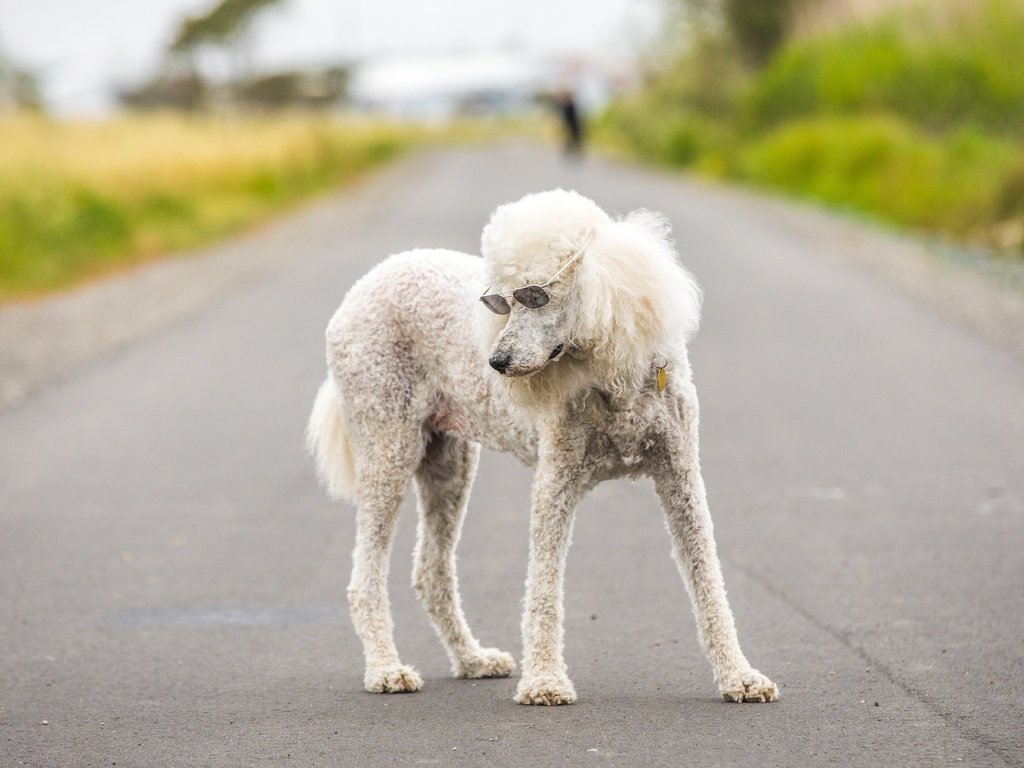 Обои дорога, мордочка, очки, собака, пудель, road, muzzle, glasses, dog, poodle разрешение 5850x3900 Загрузить