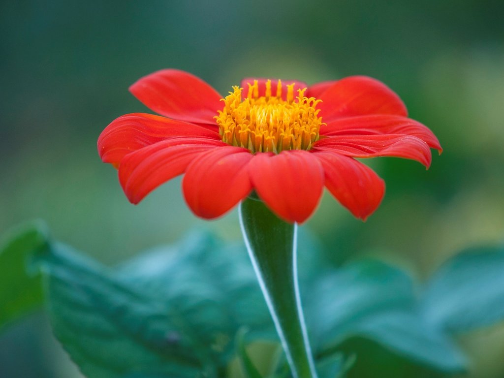 Обои природа, макро, цветок, лепестки, титония, мексиканский подсолнух, nature, macro, flower, petals, titania, mexican sunflower разрешение 4288x2848 Загрузить