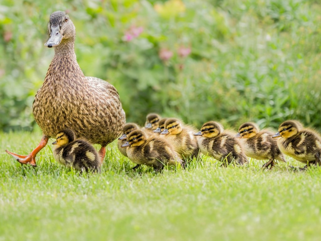 Обои трава, птицы, прогулка, утята, утка, птенцы, grass, birds, walk, ducklings, duck, chicks разрешение 4064x2665 Загрузить