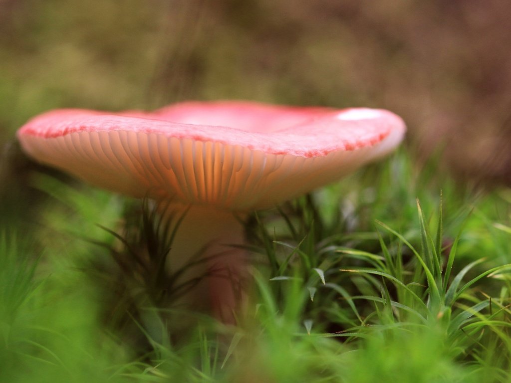 Обои трава, природа, лес, размытость, гриб, grass, nature, forest, blur, mushroom разрешение 2048x1365 Загрузить