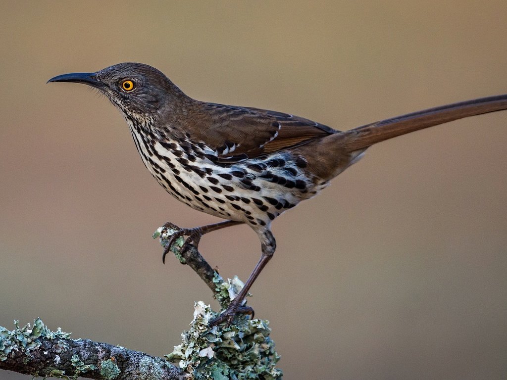 Обои ветка, птица, клюв, хвост, пересмешник, кривоклювый пересмешник, branch, bird, beak, tail, mockingbird, krivohlavy mockingbird разрешение 2048x1118 Загрузить