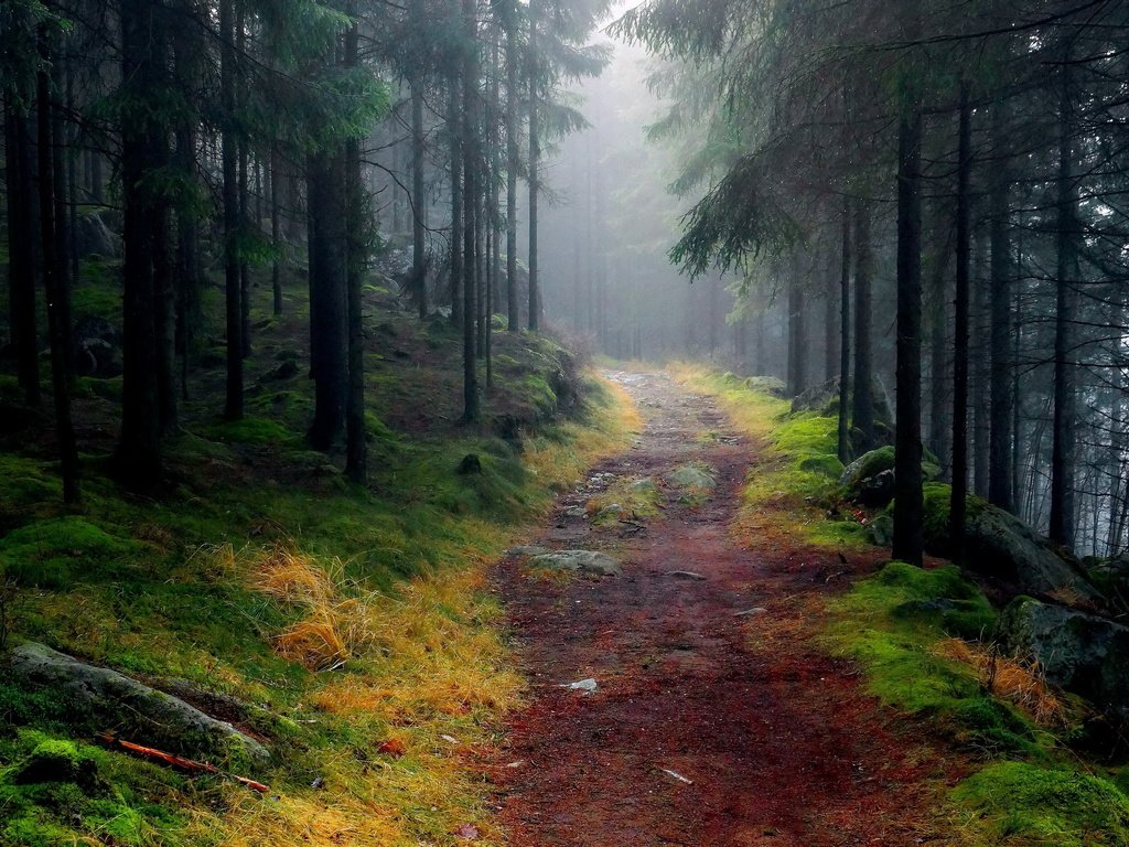 Обои дорога, деревья, лес, туман, тропинка, road, trees, forest, fog, path разрешение 3000x1875 Загрузить