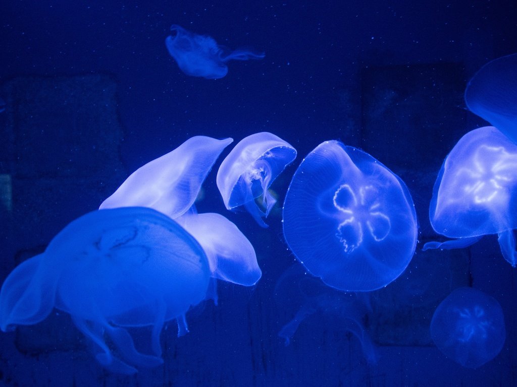 Обои вода, море, медузы, подводный мир, water, sea, jellyfish, underwater world разрешение 6000x3376 Загрузить