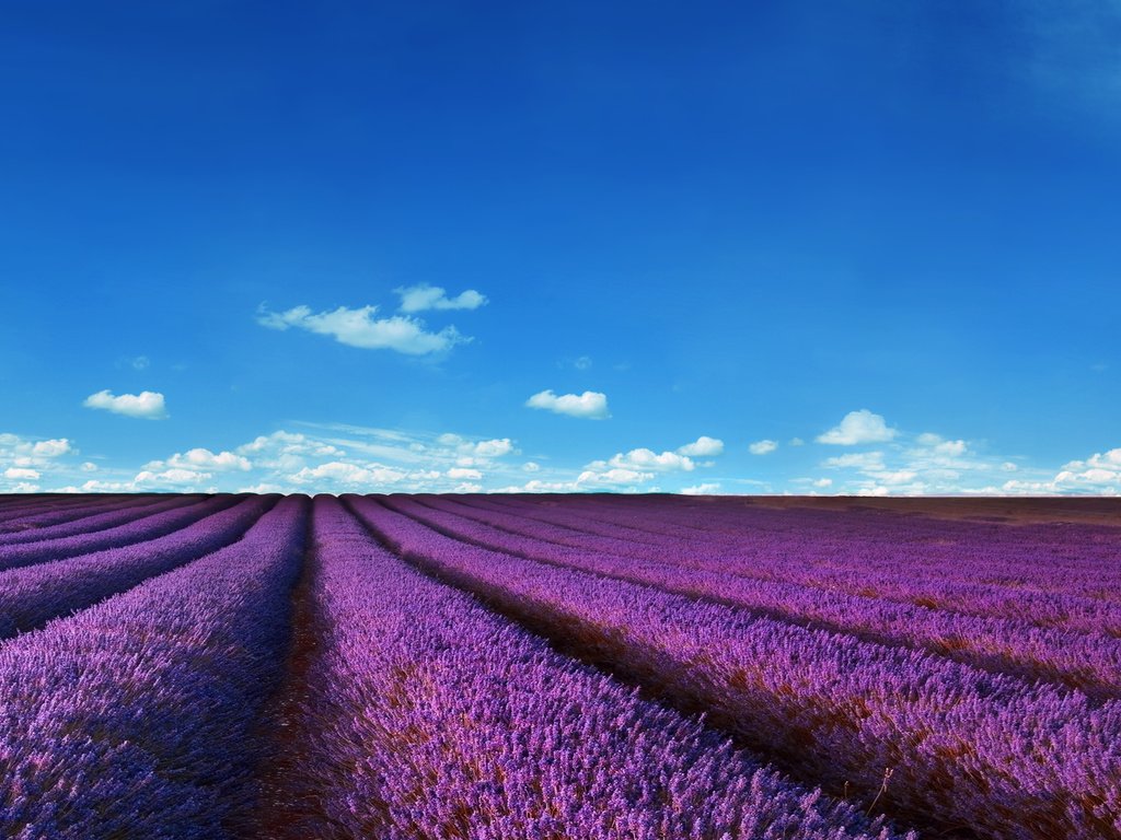 Обои небо, цветы, облака, поля, лаванда, the sky, flowers, clouds, field, lavender разрешение 2880x1920 Загрузить