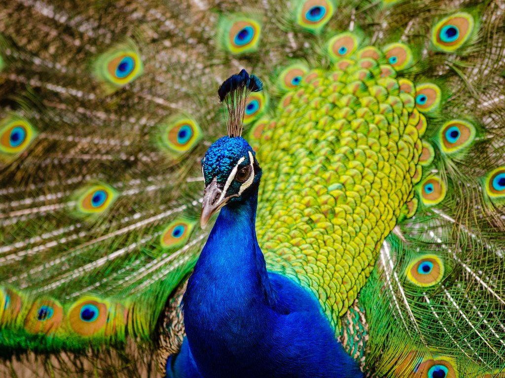 Обои птица, клюв, павлин, перья, хвост, bird, beak, peacock, feathers, tail разрешение 4000x2649 Загрузить