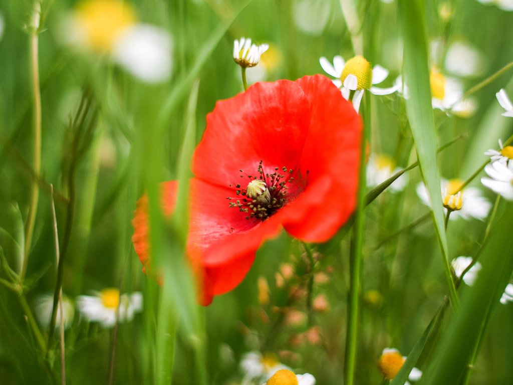 Обои цветы, трава, цветок, лепестки, красный, мак, ромашки, белые, flowers, grass, flower, petals, red, mac, chamomile, white разрешение 2880x1920 Загрузить