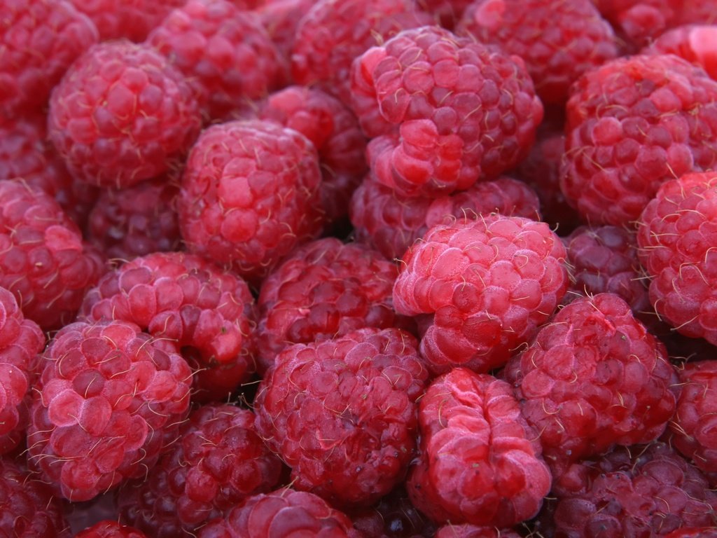 Обои малина, лето, ягоды, много, raspberry, summer, berries, a lot разрешение 3504x2336 Загрузить