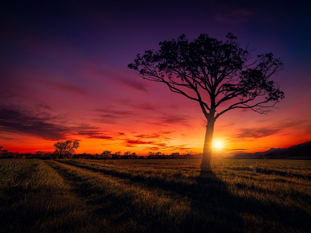 Обои небо, дорога, облака, солнце, дерево, закат, поле, the sky, road, clouds, the sun, tree, sunset, field разрешение 6482x4384 Загрузить