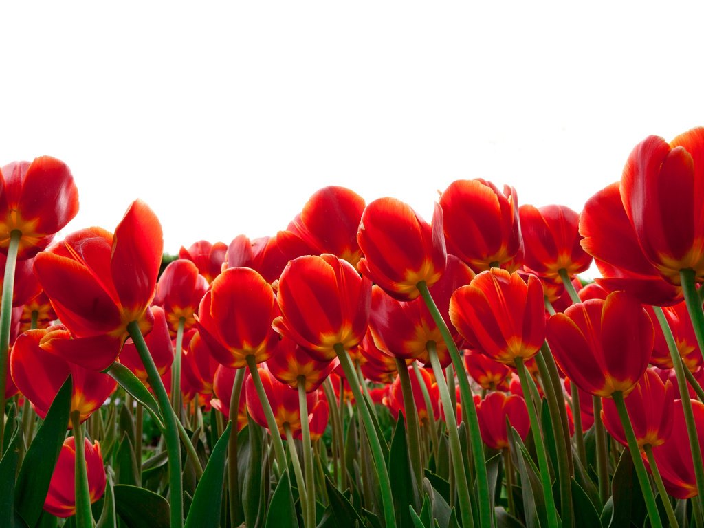 Обои цветы, бутоны, листья, лепестки, весна, тюльпаны, стебли, flowers, buds, leaves, petals, spring, tulips, stems разрешение 4960x3306 Загрузить
