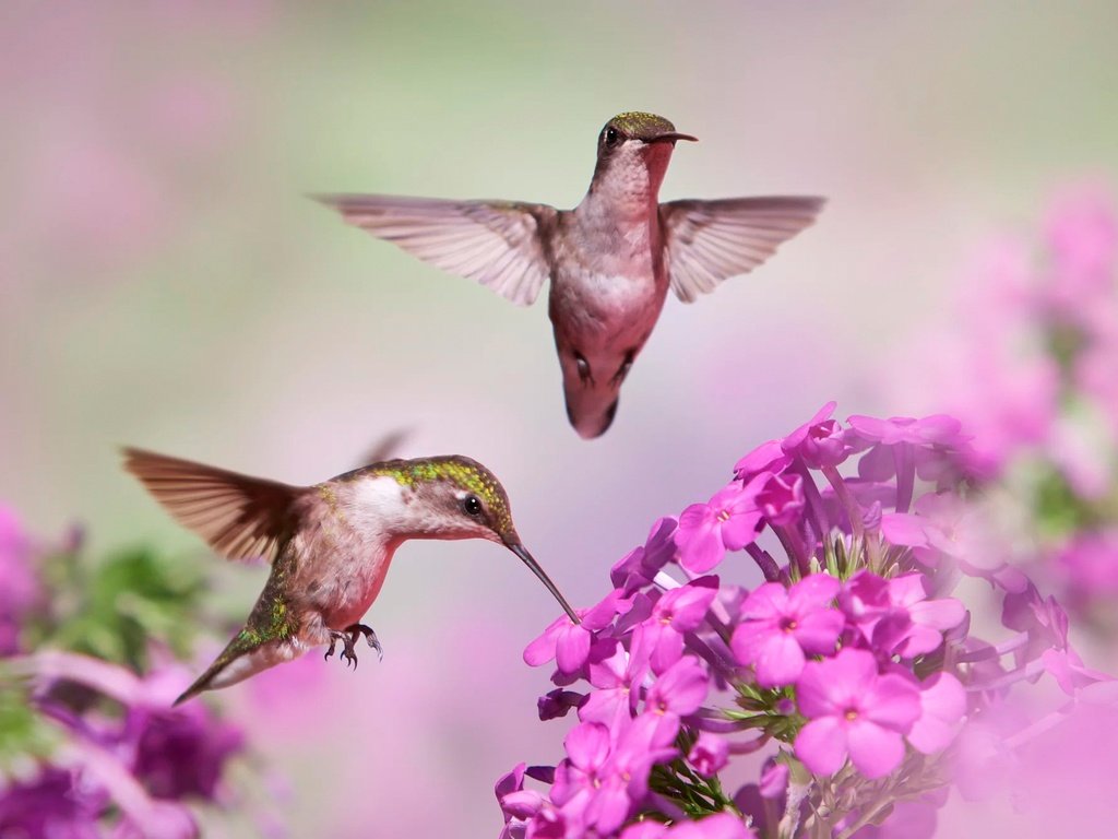 Обои цветы, полет, размытость, птицы, клюв, пара, колибри, боке, flowers, flight, blur, birds, beak, pair, hummingbird, bokeh разрешение 2000x1329 Загрузить