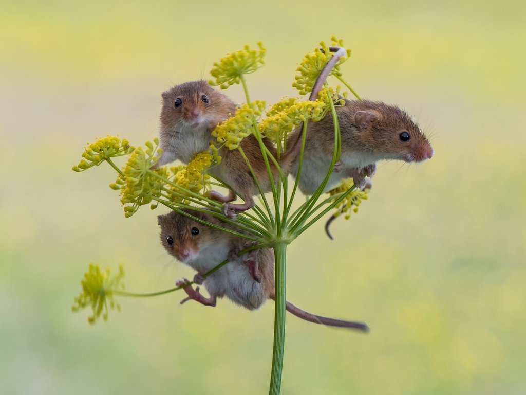 Обои фон, трио, мышки, harvest mouse, мышь-малютка, троица, background, trio, mouse, the mouse is tiny, trinity разрешение 2048x1565 Загрузить