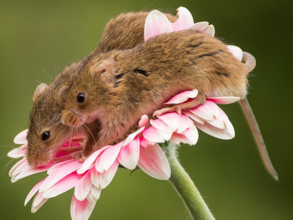 Обои макро, цветок, парочка, мыши, гербера, мышки, harvest mouse, мышь-малютка, macro, flower, a couple, mouse, gerbera, the mouse is tiny разрешение 2048x1719 Загрузить