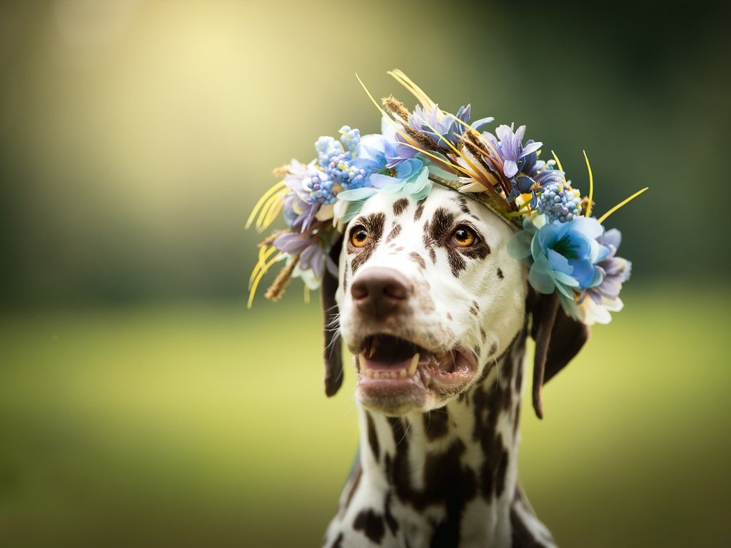 Обои морда, цветы, фон, взгляд, собака, далматин, венок, face, flowers, background, look, dog, dalmatian, wreath разрешение 2048x1380 Загрузить