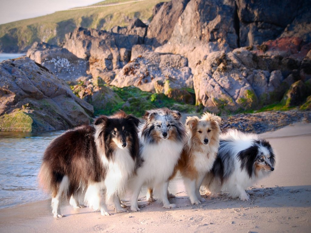 Обои море, побережье, собаки, шелти, шетландская овчарка, sea, coast, dogs, sheltie, shetland sheepdog разрешение 2048x1371 Загрузить