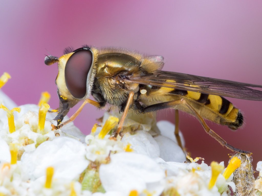 Обои насекомое, цветок, крылья, муха, оса, журчалка, жало, insect, flower, wings, fly, osa, gorzalka, sting разрешение 2048x1287 Загрузить