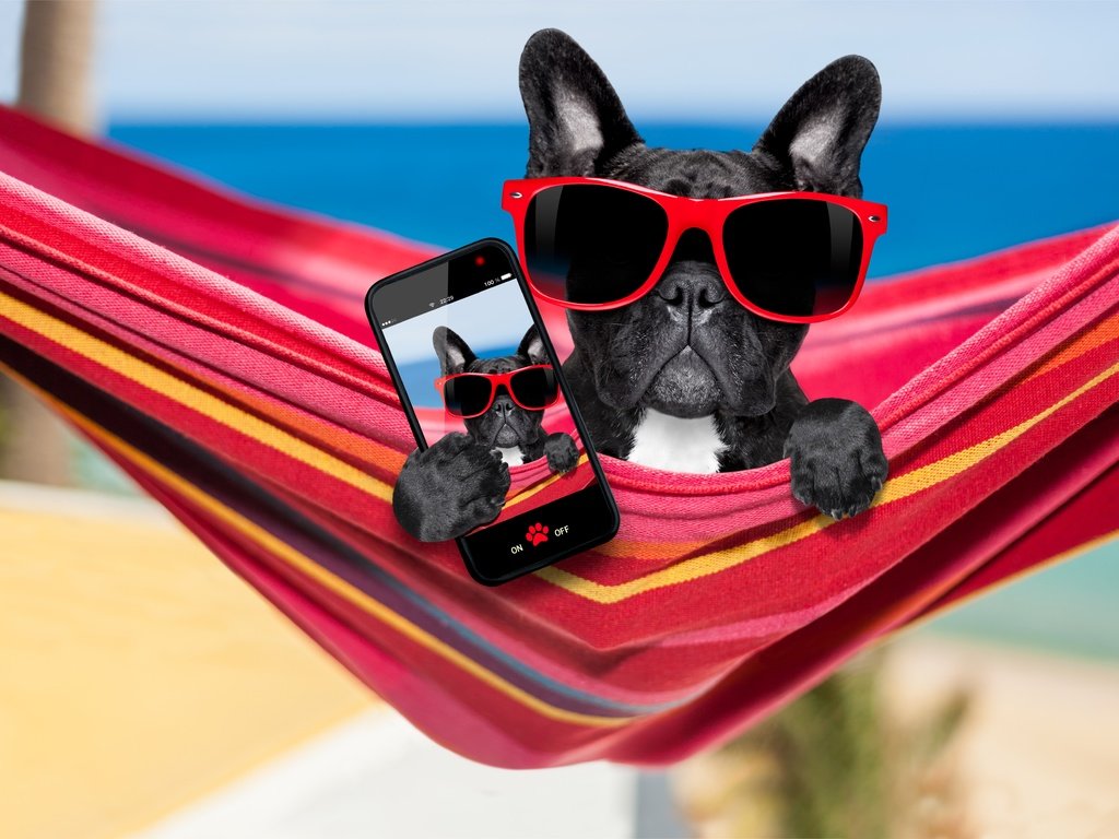 Обои очки, французский бульдог, собака, отдых, юмор, гамак, телефон, бульдог, селфи, glasses, french bulldog, dog, stay, humor, hammock, phone, bulldog, selfie разрешение 5676x3784 Загрузить